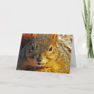 Tarjetas de felicitación de la ardilla del patio