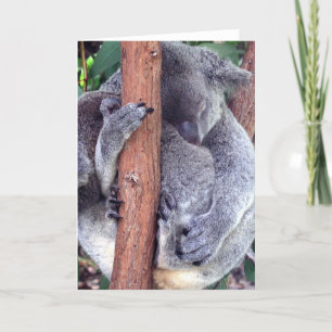 Tarjetas de felicitación de la familia Koala Bear