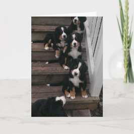 Tarjetas de felicitación de la nación de Berner