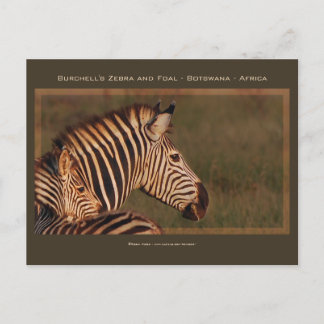 Tarjetas de felicitación de madre de cebra y de sa