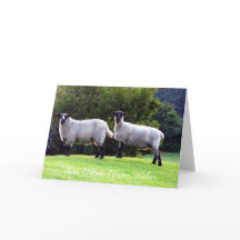 Tarjetas de felicitación de ovejas galesas.