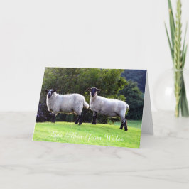 Tarjetas de felicitación de ovejas galesas.