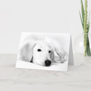 Tarjetas de felicitación de Saluki