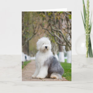 Tarjetas de felicitación de Sheepdog inglesas anti