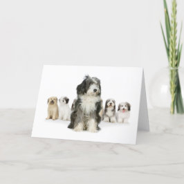Tarjetas de felicitación de Sheepdog inglesas anti