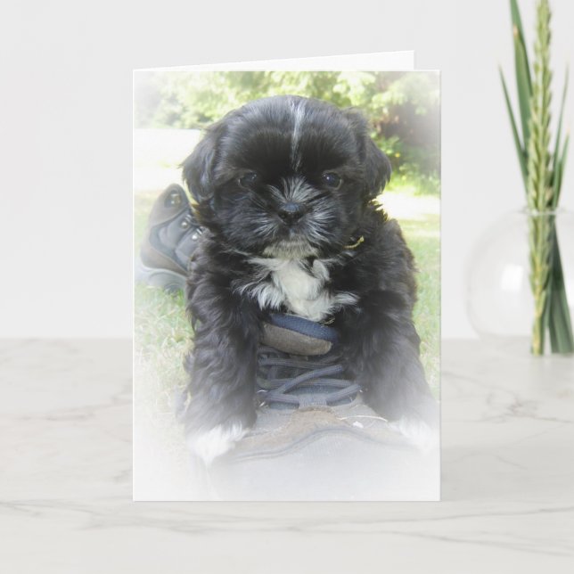 Tarjetas de felicitación de Shih Tzu (Anverso)