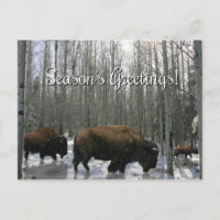 Tarjetas de Felicitación de Temporada de Bisonte A