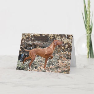 Tarjetas de felicitación de Vizsla
