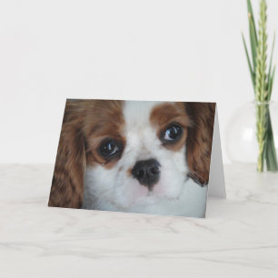 tarjetas de felicitación del Cavalier King Charles