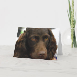 Tarjetas de felicitación del perro de aguas de