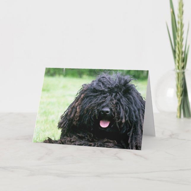 Tarjetas de felicitación del perro de Puli (Anverso)