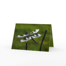 Tarjetas de felicitación Dragon Fly