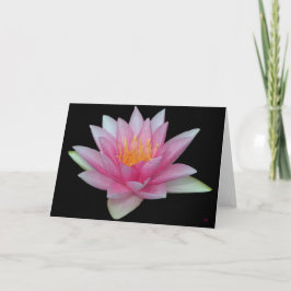 Tarjetas de felicitación en blanco de nenúfar