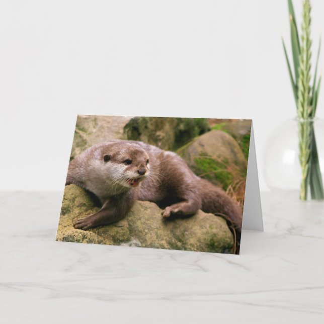 Tarjetas de felicitación enojadas de la nutria (Anverso)