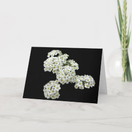 Tarjetas de felicitación florales blancas de