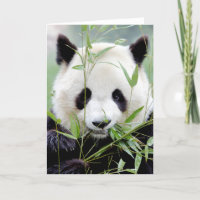 Tarjetas de felicitación Foto panda gigante. Panda