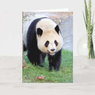Tarjetas de felicitación Foto panda gigante. Panda