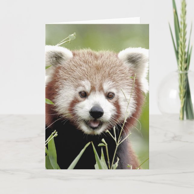 Tarjetas de felicitación Foto panda roja. Panda ro (Anverso)