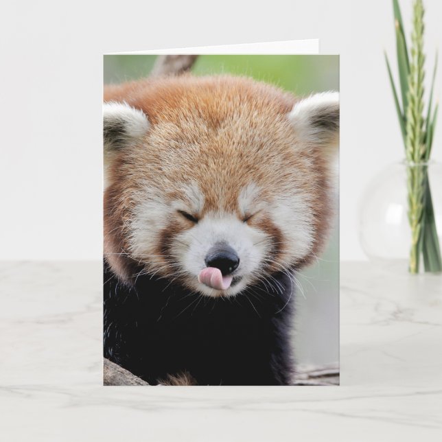 Tarjetas de felicitación Foto panda rojo. Panda ro (Anverso)