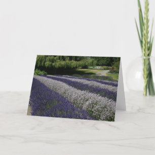 Tarjetas de felicitación: Lavanda morada y blanca
