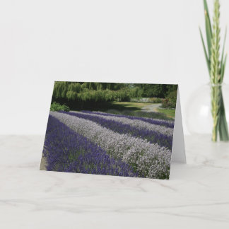 Tarjetas de felicitación: Lavanda morada y blanca