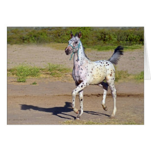 Tarjetas de felicitación para caballos