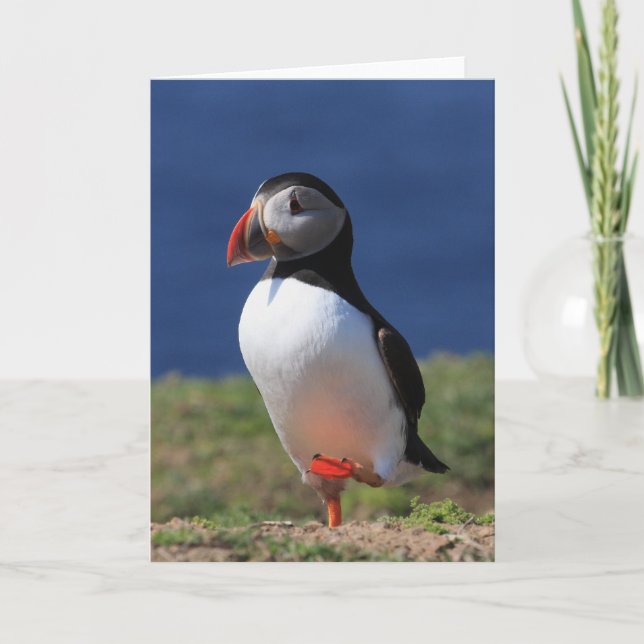 Tarjetas de felicitación Puffin (Anverso)
