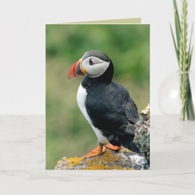 Tarjetas de felicitación Puffin (Anverso)