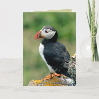 Tarjetas de felicitación Puffin