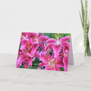 Tarjetas de felicitación Stargazer Pink Oriental L