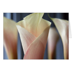 Tarjetas de felicitación White Calla Lily Fiesta d