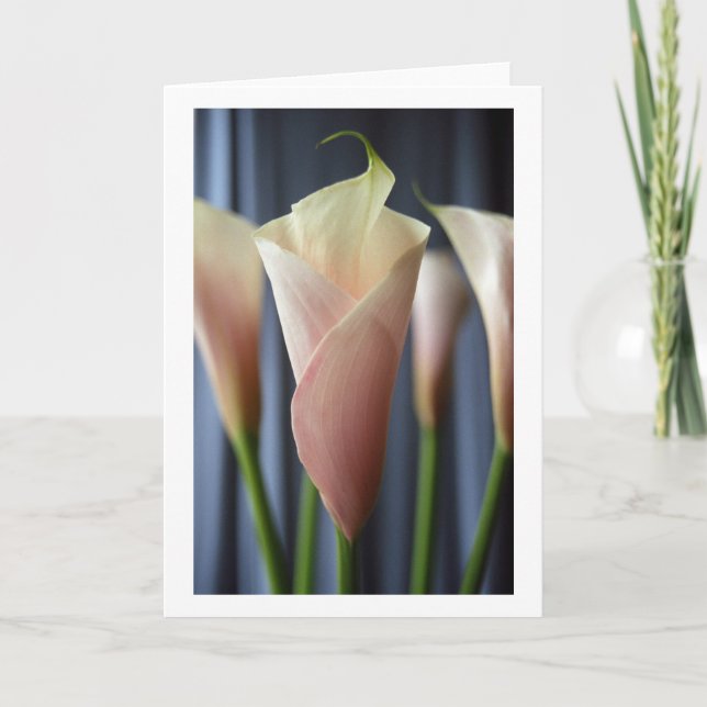 Tarjetas de felicitación White Calla Lily Fiesta d (Anverso)
