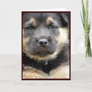 Tarjetas de felicitación Wise Pup