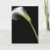 Tarjetas de Felicitaciones Calla Lilly