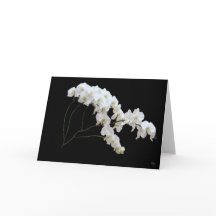 Tarjetas de Felicitaciones Orquídea Blanca