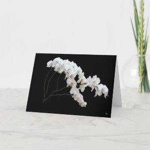 Tarjetas de Felicitaciones Orquídea Blanca