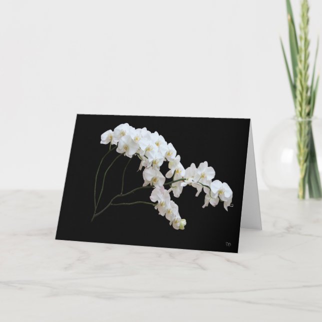 Tarjetas de Felicitaciones Orquídea Blanca (Anverso)