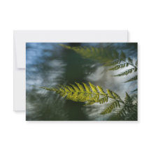 Tarjetas de foto de la naturaleza de Fern