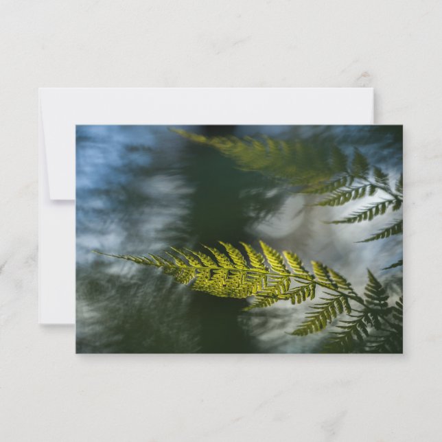 Tarjetas de foto de la naturaleza de Fern (Anverso)