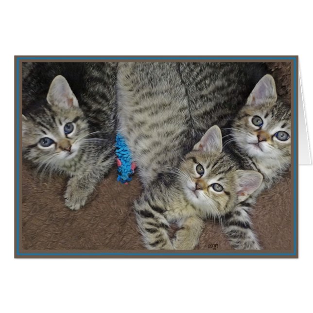 Tarjetas de gatitos de PUPs 2 (Anverso (Horizontal))