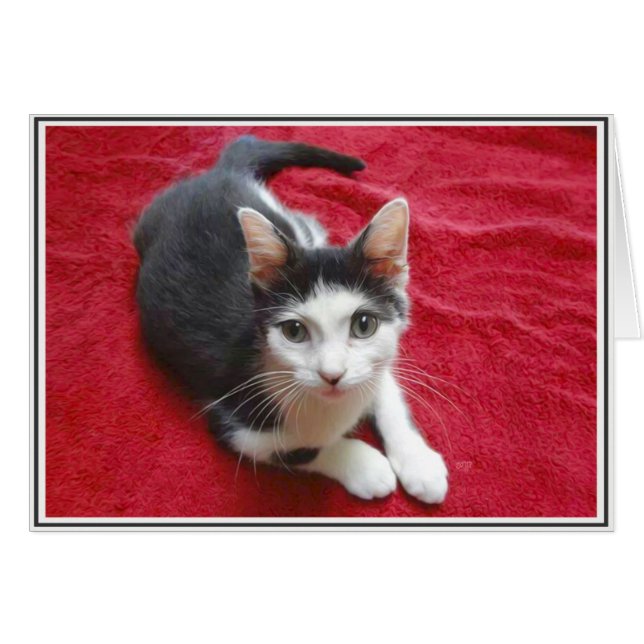 Tarjetas de gatitos PUPs 13 (Anverso (Horizontal))