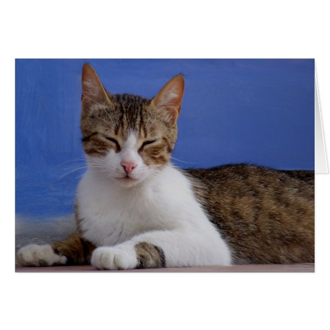 Tarjetas de gato (Anverso (Horizontal))