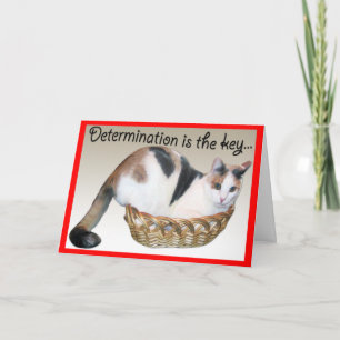 Tarjetas de gato, curioso estímulo a un amigo