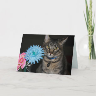 Tarjetas de gatos Kimber se ponen bien