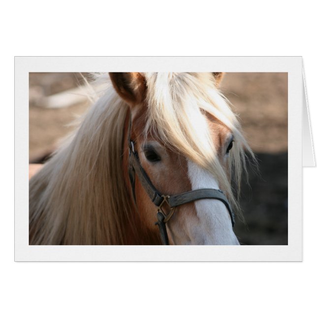 Tarjetas de Halflinger (Anverso (Horizontal))