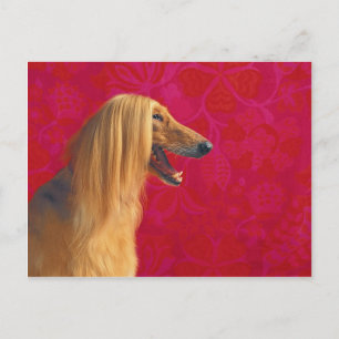 Tarjetas de hebilla afganas e GIfts