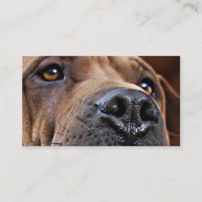 Tarjetas de la alarma del mascota de la emergencia (Anverso)