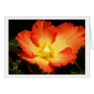 Tarjetas de la begonia