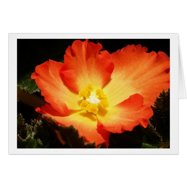 Tarjetas de la begonia (Anverso (Horizontal))