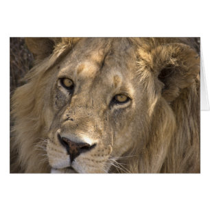 Tarjetas de león africanas